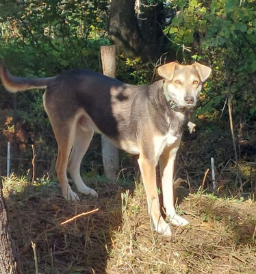 Ozzy - NOTFALL Österreich, Mischling - Rüde