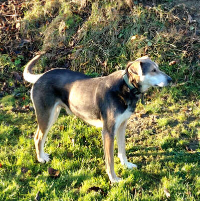 Ozzy - NOTFALL Österreich, Mischling - Rüde