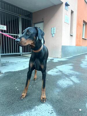 PABLO, DOBERMANN - Rüde