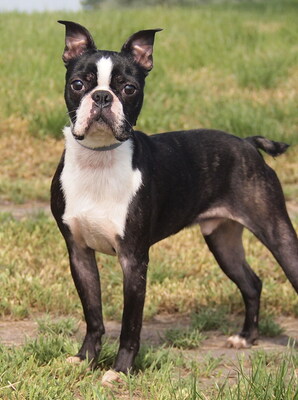 PABLO - R E S E R V I E R T !!!!! freundlich, fröhlich, temperamentvoll, intelligent, zunächst misstrauisch, unsicher und ängstlich, nicht zu Katzen und Kleintieren, Boston Terrier - Rüde
