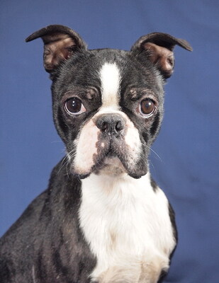 PABLO - freundlich, fröhlich, temperamentvoll, intelligent, zunächst misstrauisch, unsicher und ängstlich, nicht zu Katzen und Kleintieren, Boston Terrier - Rüde