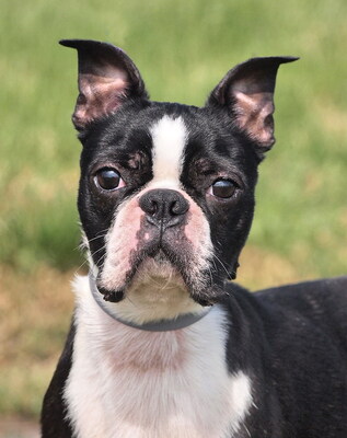 PABLO - freundlich, fröhlich, temperamentvoll, intelligent, zunächst misstrauisch, unsicher und ängstlich, nicht zu Katzen und Kleintieren, Boston Terrier - Rüde