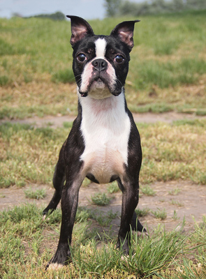 PABLO - freundlich, fröhlich, temperamentvoll, intelligent, zunächst misstrauisch, unsicher und ängstlich, nicht zu Katzen und Kleintieren, Boston Terrier - Rüde