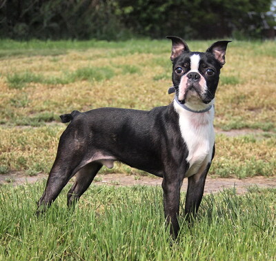 PABLO - freundlich, fröhlich, temperamentvoll, intelligent, zunächst misstrauisch, unsicher und ängstlich, nicht zu Katzen und Kleintieren, Boston Terrier - Rüde