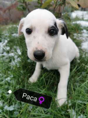 PACA super liebe und freundliche Maus sucht ihre Familie, unbekannt Welpen - Hündin