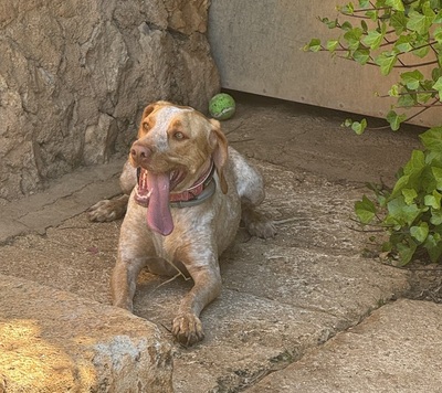 PACO, Ca Mè Mallorqui-Mischling - Rüde