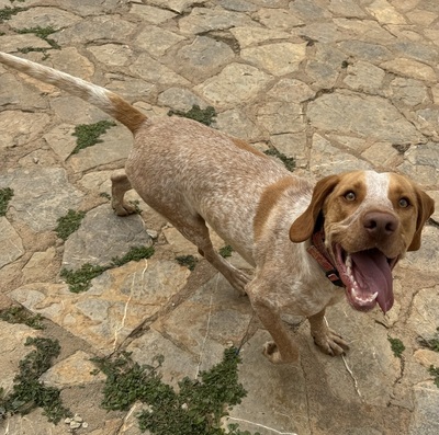 PACO, Ca Mè Mallorqui-Mischling - Rüde