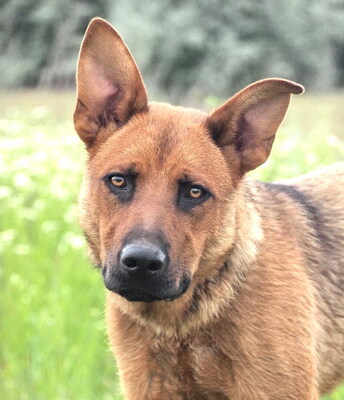 PADDY - R E S E R V I E R T !!!!! freundlich und sehr anhänglich, offenes Wesen, fröhlich, bewegungsfreudig, gelehrig, Deutscher Schäferhund Mischling - Rüde