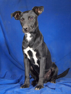 PADDY - R E S E R V I E R T !!!!! sehr lieb und verschmust, lebhaft, verspielt, gelehrig, anhänglich, neugierig, Mischling - Rüde