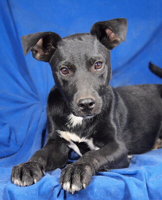 PADDY - sehr lieb und verschmust, lebhaft, verspielt, gelehrig, anhänglich, neugierig