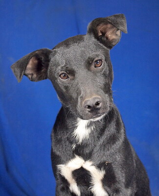 PADDY - sehr lieb und verschmust, lebhaft, verspielt, gelehrig, anhänglich, neugierig, Mischling - Rüde