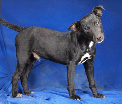 PADDY - sehr lieb und verschmust, lebhaft, verspielt, gelehrig, anhänglich, neugierig, Mischling - Rüde