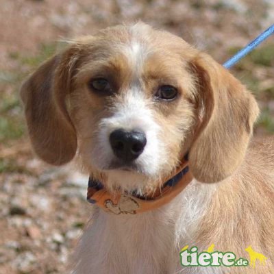 PALINA - Linares, Beagle-Mischling - kastriert - Hündin