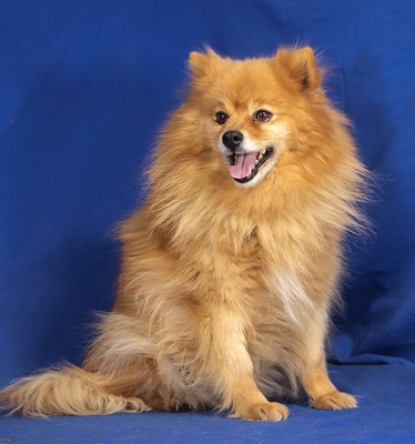 PALMA - R E S E R V I E R T !!!!! menschenbezogen, sehr freundlich, fröhlich, neugierig, intelligent, katzenverträglich, Spitz - Hündin