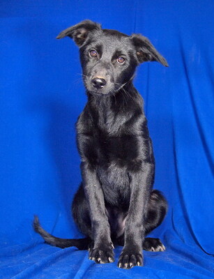 PALMA - R E S E R V I E R T !!!!! sehr freundlich, neugierig, anhänglich, lebhaft, gelehrig