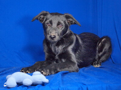 PALMA - R E S E R V I E R T !!!!! sehr freundlich, neugierig, anhänglich, lebhaft, gelehrig, Mischling Welpen - Hündin