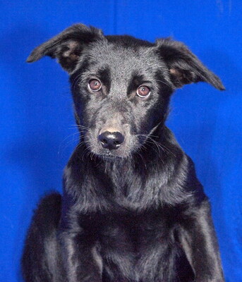 PALMA - sehr freundlich, neugierig, anhänglich, lebhaft, gelehrig, Mischling Welpen - Hündin