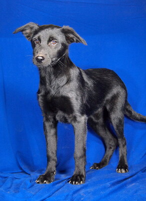 PALMA - sehr freundlich, neugierig, anhänglich, lebhaft, gelehrig, Mischling Welpen - Hündin