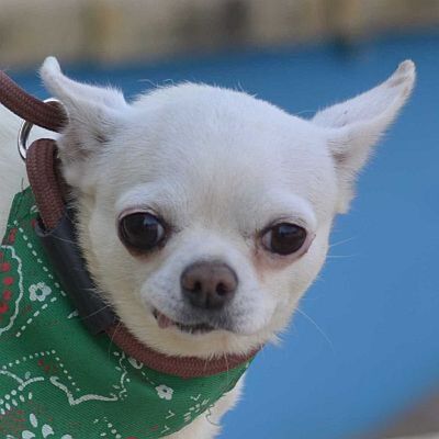 PALOMA - Linares, Chihuahua - kastriert - Hündin