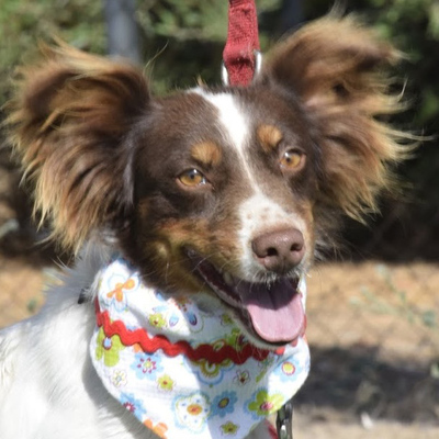 PALOMA - Ubeda, Kleiner Mix - kastriert - Hündin