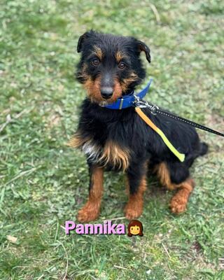 PANNIKA - super liebe Mix-Hündin sucht Lebensplatz💜💜💜