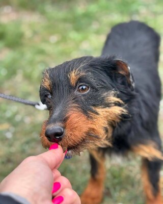PANNIKA - super liebe Mix-Hündin sucht Lebensplatz💜💜💜, Mischling - Hündin