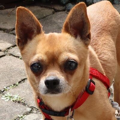 PATI - Linares - kastriert, Chihuahua - Hündin