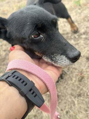 PATI - die jede Liebe, die sie bekommt, 100fach zurückgibt, Dackelmischling - Hündin