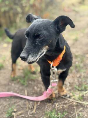 PATI - die jede Liebe, die sie bekommt, 100fach zurückgibt, Dackelmischling - Hündin