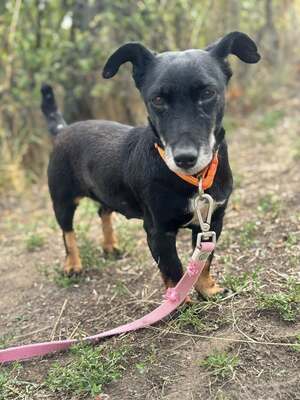 PATI - die jede Liebe, die sie bekommt, 100fach zurückgibt, Dackelmischling - Hündin