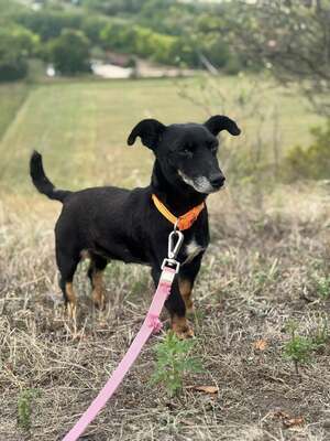 PATI - die jede Liebe, die sie bekommt, 100fach zurückgibt, Dackelmischling - Hündin