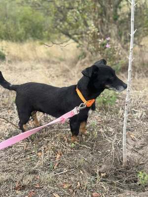 PATI - die jede Liebe, die sie bekommt, 100fach zurückgibt, Dackelmischling - Hündin