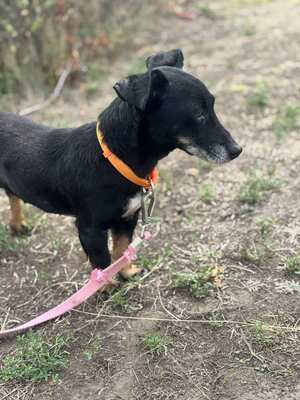PATI - liebe Hundeomi sucht..., Dackel-Mischling - Hündin
