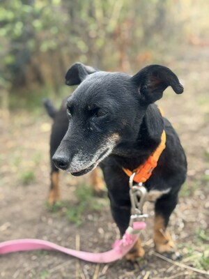 PATI - liebe Hundeomi sucht..., Dackel-Mischling - Hündin