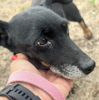 PATI - liebe Hundeomi sucht..., Dackel-Mix - Hündin