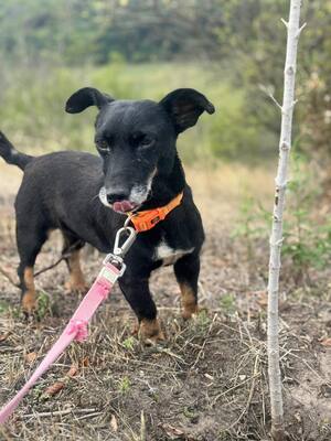 PATI - liebe Hundeomi sucht..., Dackel-Mix - Hündin