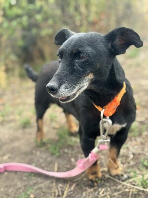 PATI - liebe Hundeomi sucht..., Dackel-Mix - Hündin