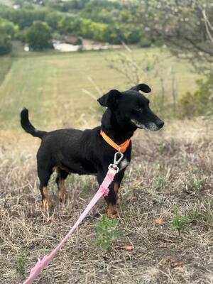 PATI - liebe Hundeomi sucht..., Dackel-Mix - Hündin