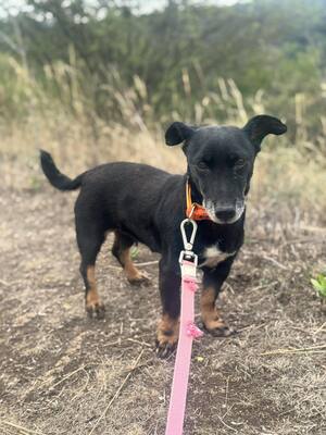 PATI - liebe Hundeomi sucht..., Dackel-Mix - Hündin