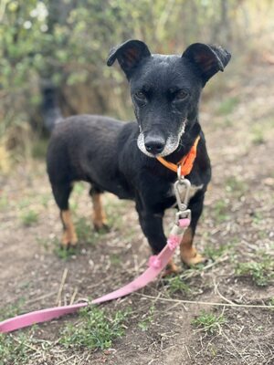 PATI - liebe Hundeomi sucht..., Mischling - Hündin