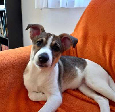 PATJA, Mischling - Hündin