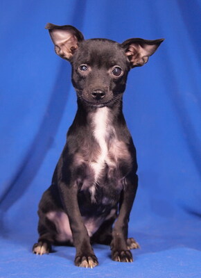 PAULI (Augenprobleme) - R E S E R V I E R T !!!!! sehr freundlich, fröhlich, anhänglich, lebhaft, gelehrig, katzenverträglich, anfangs etwas ängstlich, Chihuahua Mischling Welpen - Rüde