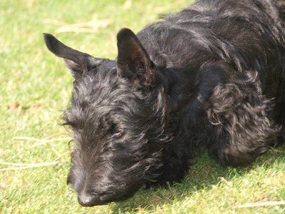 PAULPANTHER VOM ALTEN BRUNNENWEG, Scottish Terrier Welpen - Rüde 1