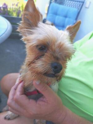 PEACHES, Yorkiemix - Hündin