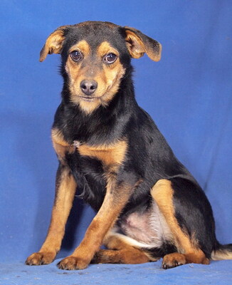 PEARL - R E S E R V I E R T !!!!! verschmust, sehr lieb, lebhaft, verspielt, neugierig, gelehrig, katzenverträglich