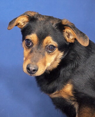 PEARL - R E S E R V I E R T !!!!! verschmust, sehr lieb, lebhaft, verspielt, neugierig, gelehrig, katzenverträglich, Mischling - Hündin