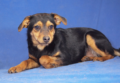 PEARL - R E S E R V I E R T !!!!! verschmust, sehr lieb, lebhaft, verspielt, neugierig, gelehrig, katzenverträglich, Mischling - Hündin