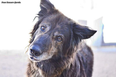 PECA (W)-freundlich, menschenbezogen, verträglich, Schäferhundmischling - Hündin