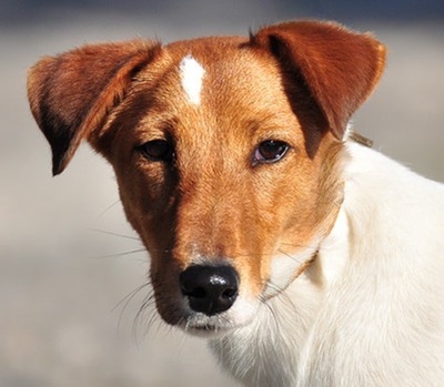 PEGIE, Fox Terrier-Mischling - Hündin