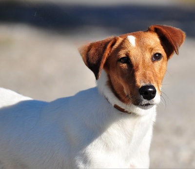 PEGIE, Fox Terrier-Mischling - Hündin